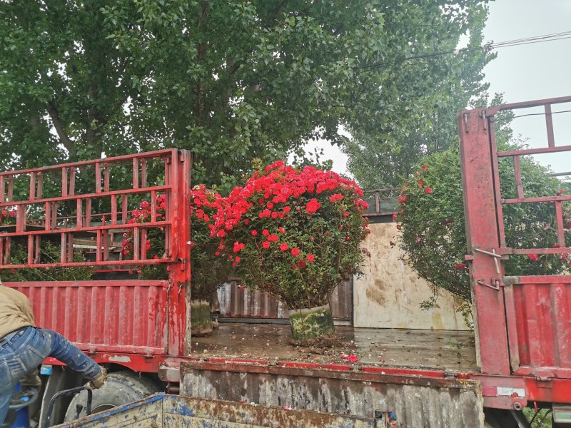 月季花球造型月季滕彩虹，夏令营，小女孩，安吉拉品种齐全