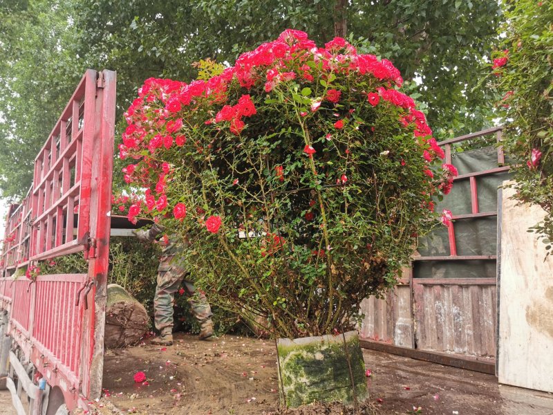 月季花球造型月季滕彩虹，夏令营，小女孩，安吉拉品种齐全