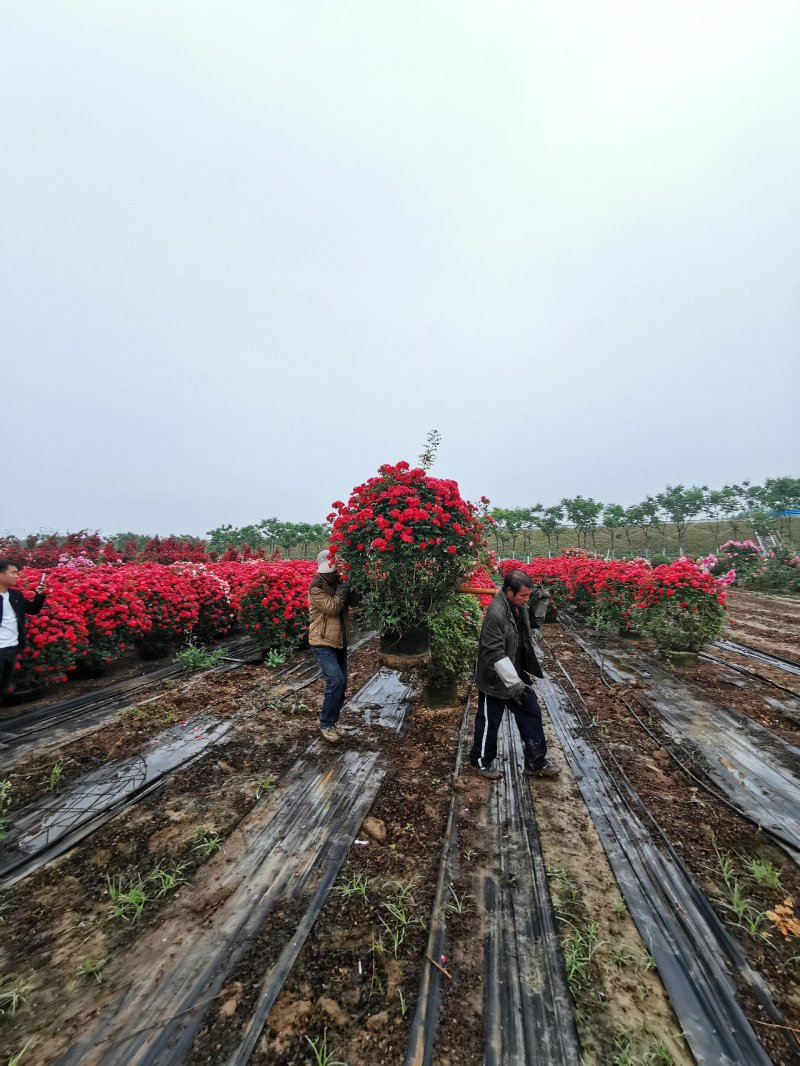 月季花球造型月季滕彩虹，夏令营，小女孩，安吉拉品种齐全
