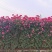 月季花墙月季花球造型月季爬藤月季各种规格基地自产自销绿化
