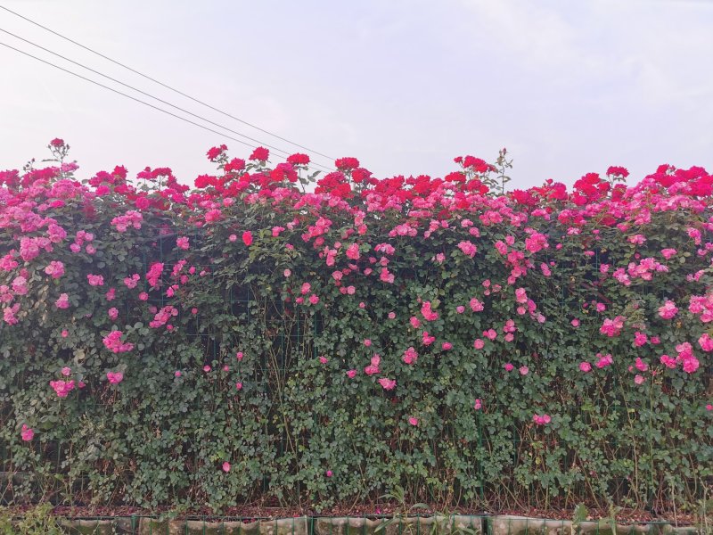 月季花墙月季花球造型月季爬藤月季各种规格基地自产自销绿化