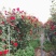 月季花墙月季花球造型月季爬藤月季各种规格基地自产自销绿化