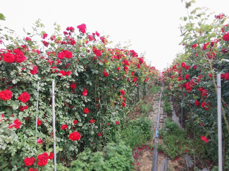 月季花墙月季花球造型月季爬藤月季各种规格基地自产自销绿化