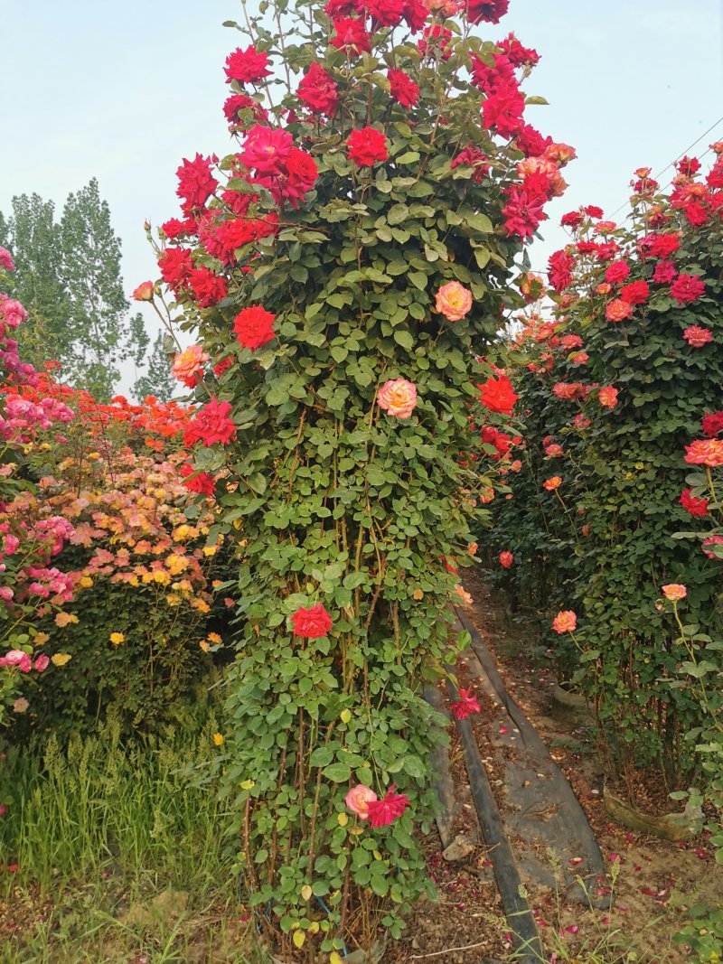 月季花墙月季花球造型月季爬藤月季各种规格基地自产自销绿化