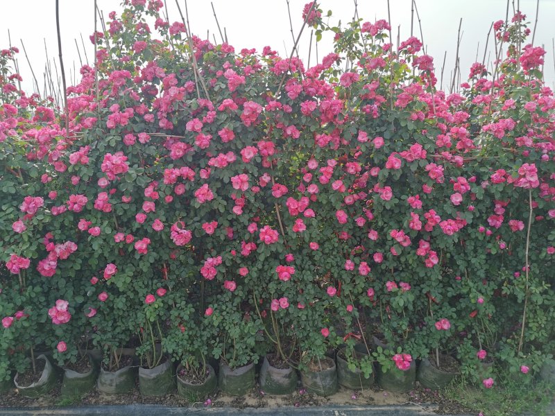 月季花墙月季花球造型月季爬藤月季各种规格基地自产自销绿化