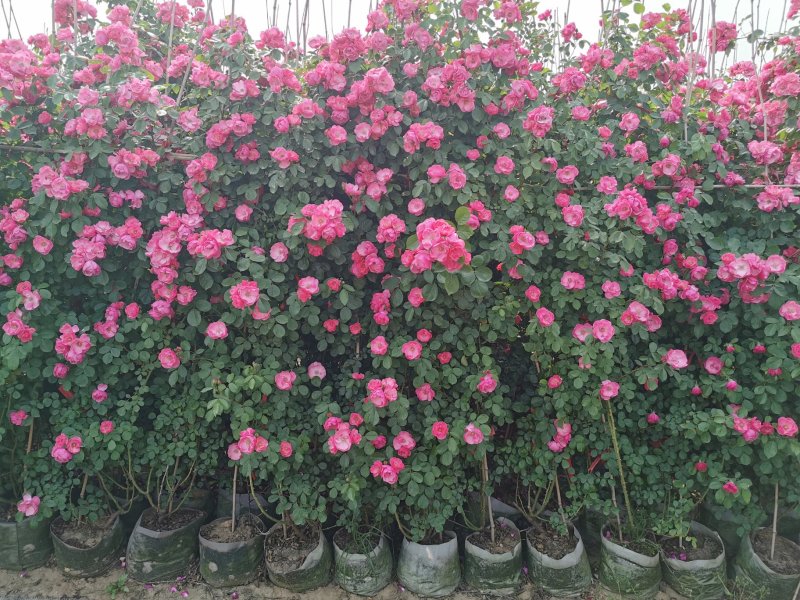 月季花墙月季花球造型月季爬藤月季各种规格基地自产自销绿化
