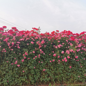 月季花墙月季花球造型月季爬藤月季各种规格基地自产自销绿化
