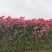 月季花墙月季花球造型月季爬藤月季各种规格基地自产自销绿化