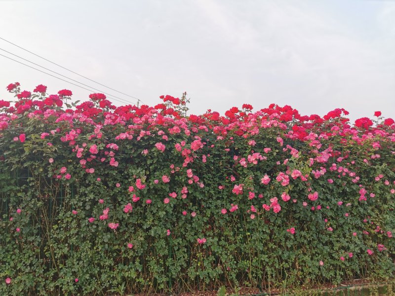 月季花墙月季花球造型月季爬藤月季各种规格基地自产自销绿化