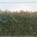 月季花墙月季花球造型月季爬藤月季各种规格基地自产自销绿化