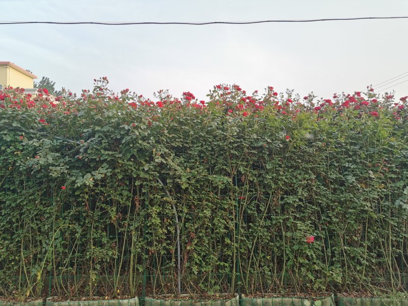 月季花墙月季花球造型月季爬藤月季各种规格基地自产自销绿化