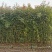 月季花墙月季花球造型月季爬藤月季各种规格基地自产自销绿化