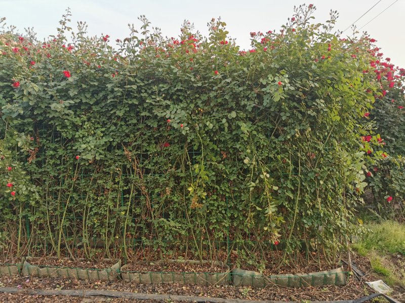 月季花墙月季花球造型月季爬藤月季各种规格基地自产自销绿化