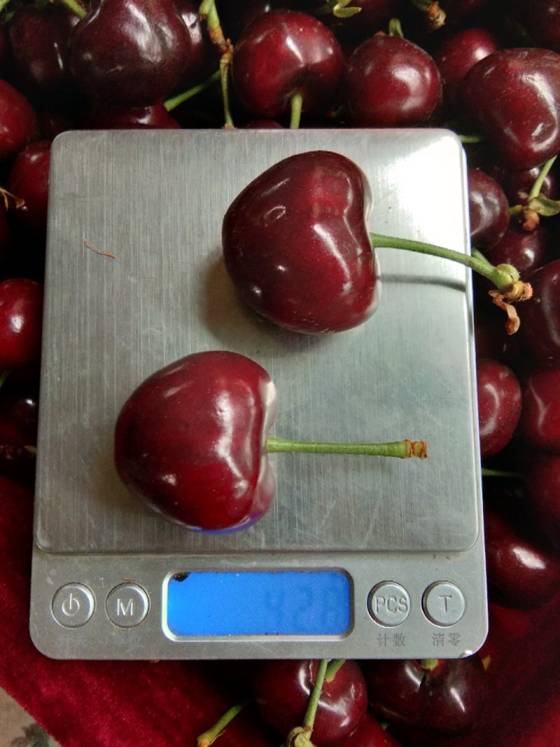大量批发樱桃