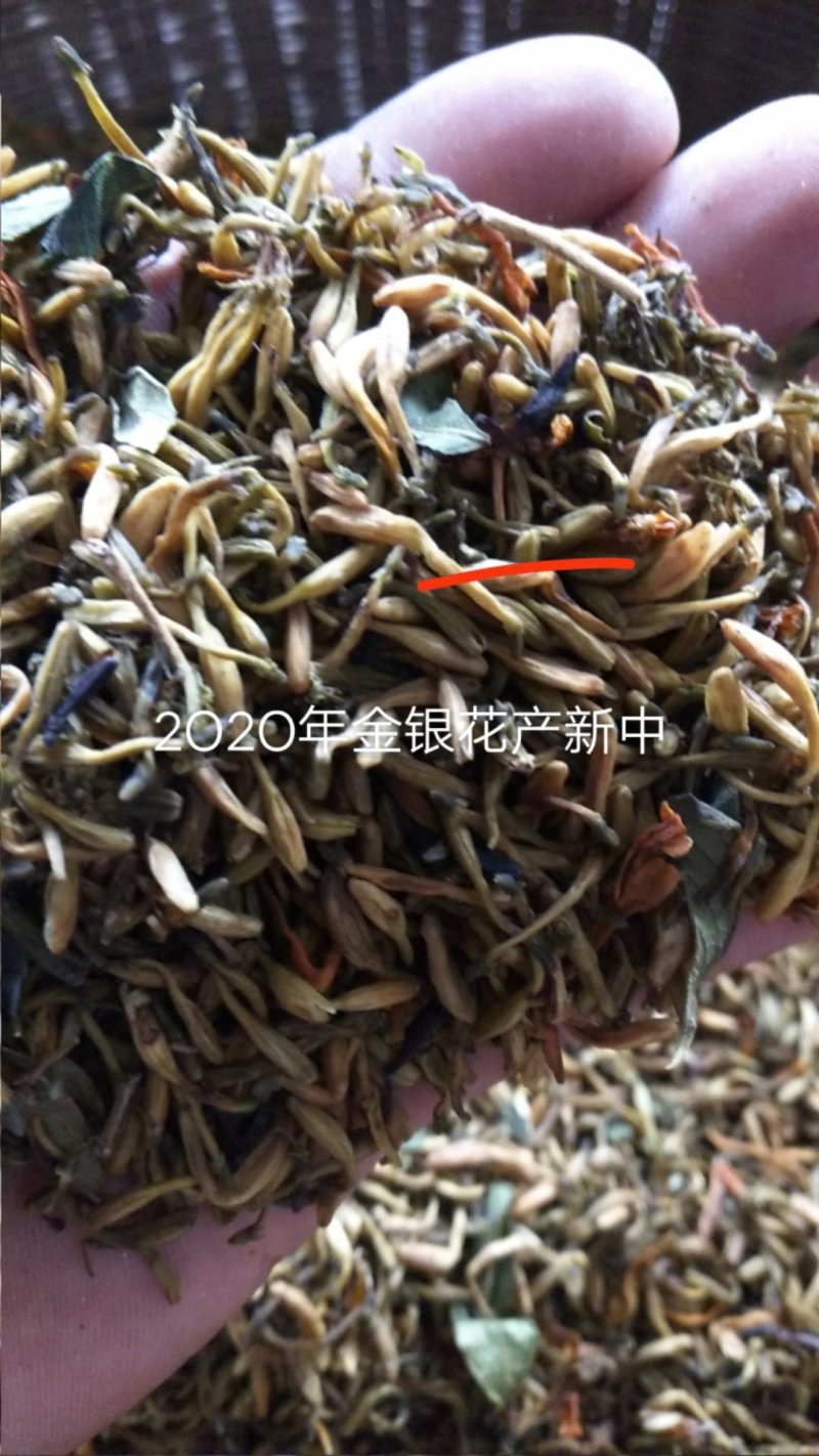 四川金银花，产地一手货源一级干花量大提前预约