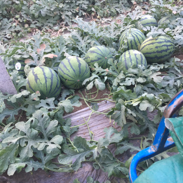 山东昌乐甜王大量的来