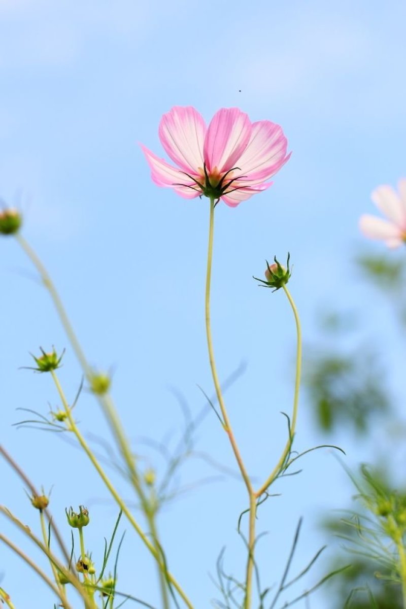 波斯菊花种子格桑花种籽子七彩四季开花易活花籽庭院野花组合