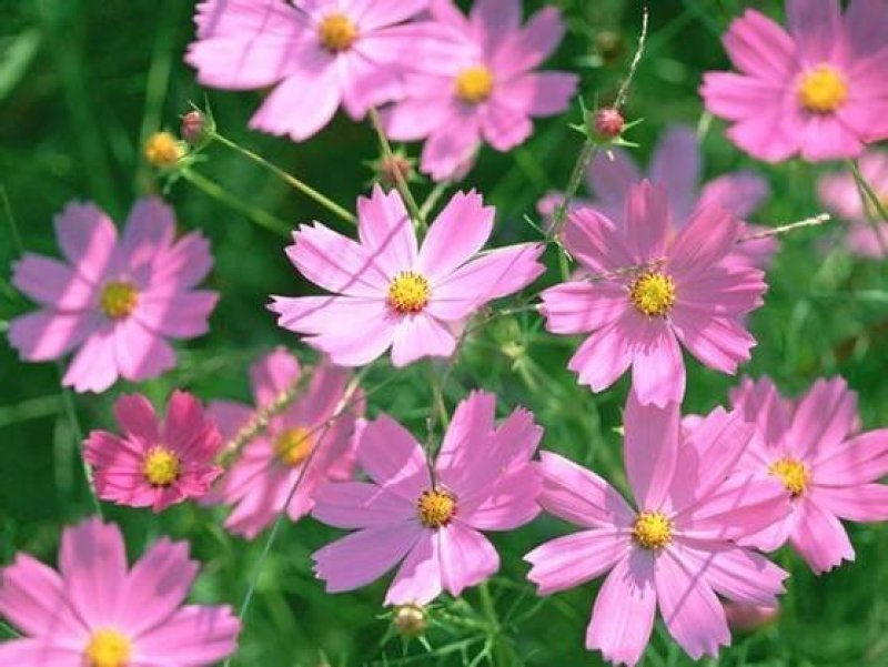 波斯菊花种子格桑花种籽子七彩四季开花易活花籽庭院野花组合