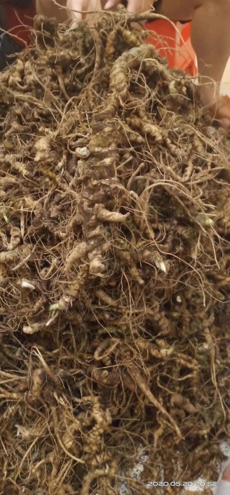高山野生竹节椮，紫色竹根七