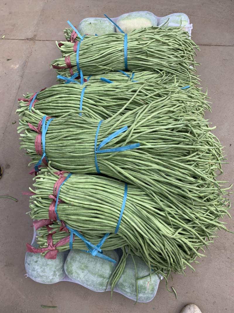 全年大量供应【超市专供】精品长豆角量大从优