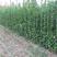 四季常青耐寒，绿篱笆围墙大叶北海道，法国冬青黄杨卫矛