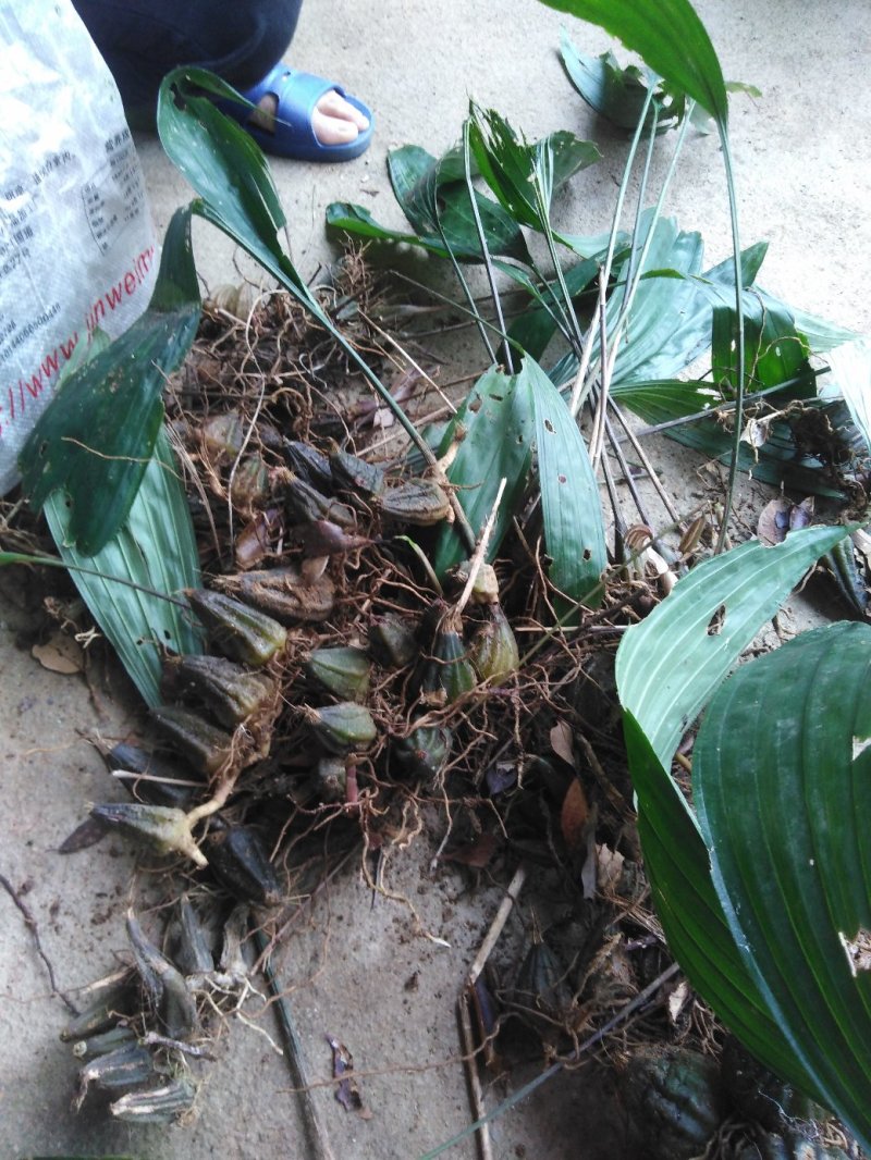 毛慈菇，另外一个产品，海拔以上两千米才有，看上的话联系我