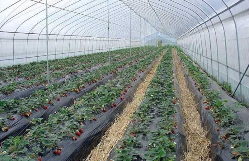 种植大棚骨架蔬菜养殖大棚温室暖棚全套配件