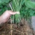 香金蜜果桑苗引进品种香甜奶油味白色果
