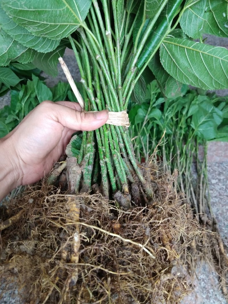 香金蜜果桑苗引进品种香甜奶油味白色果