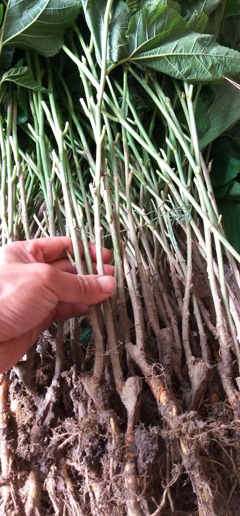 香金蜜果桑苗引进品种香甜奶油味白色果