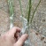 香金蜜果桑苗引进品种香甜奶油味白色果