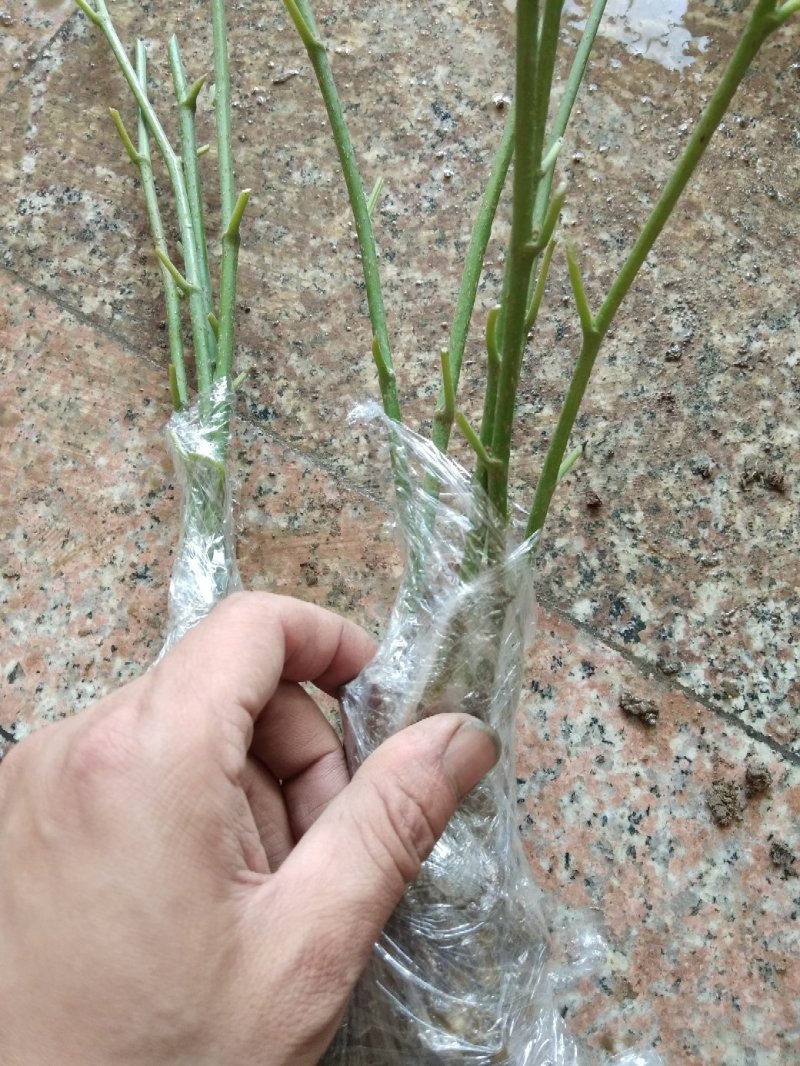 香金蜜果桑苗引进品种香甜奶油味白色果