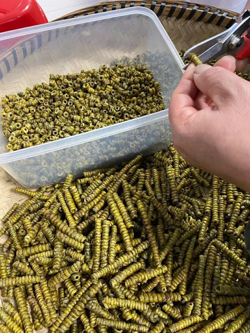 原产地石斛正宗铁皮石斛霍山石斛产地直销常年供应