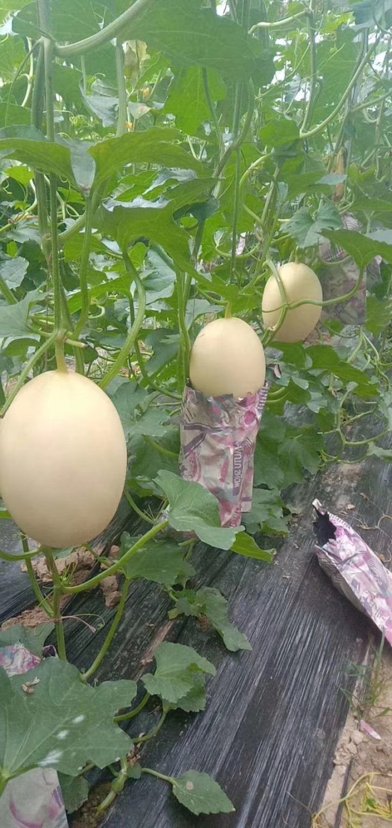 红金蜜，皮毛光滑，口感脆甜，