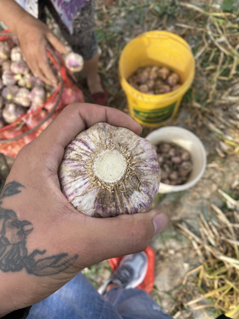 山东商河大蒜红皮大蒜产地供应欢迎选购