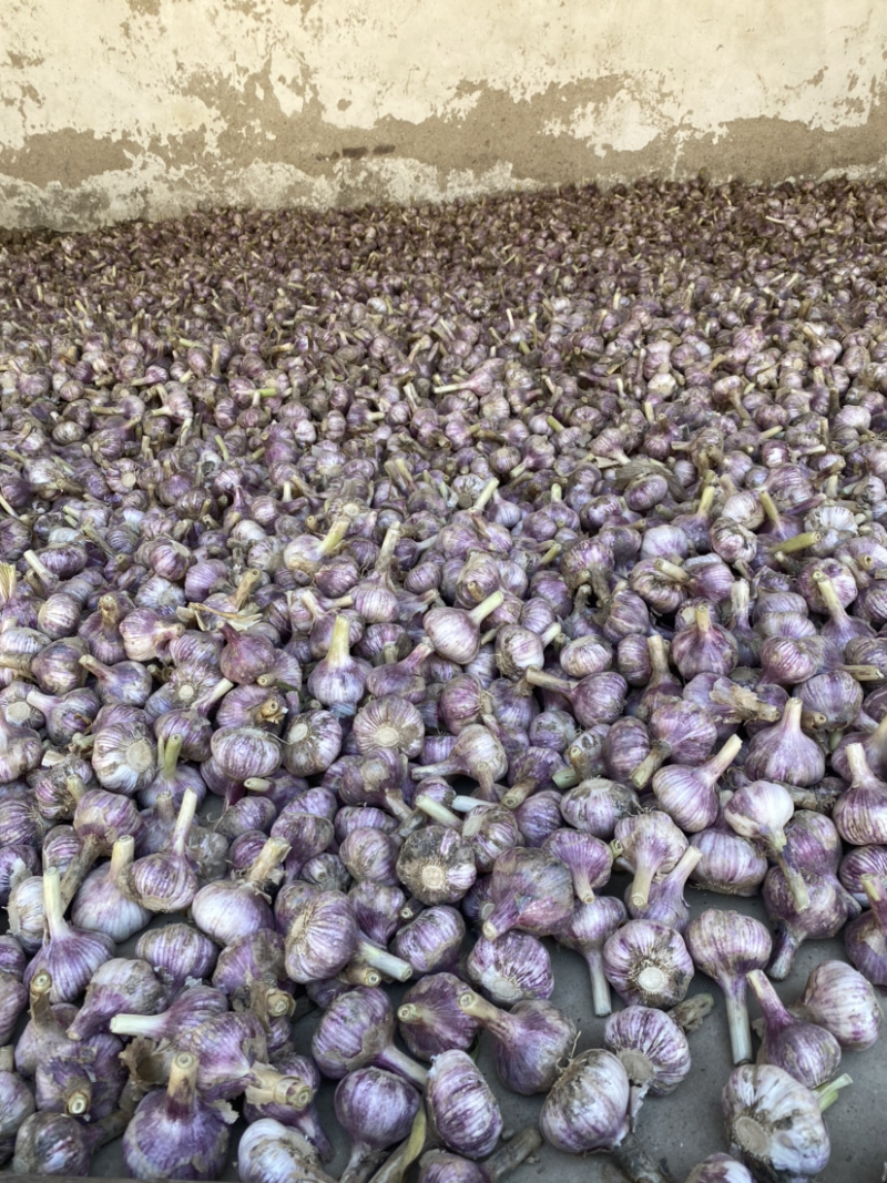 山东商河大蒜红皮大蒜产地供应欢迎选购