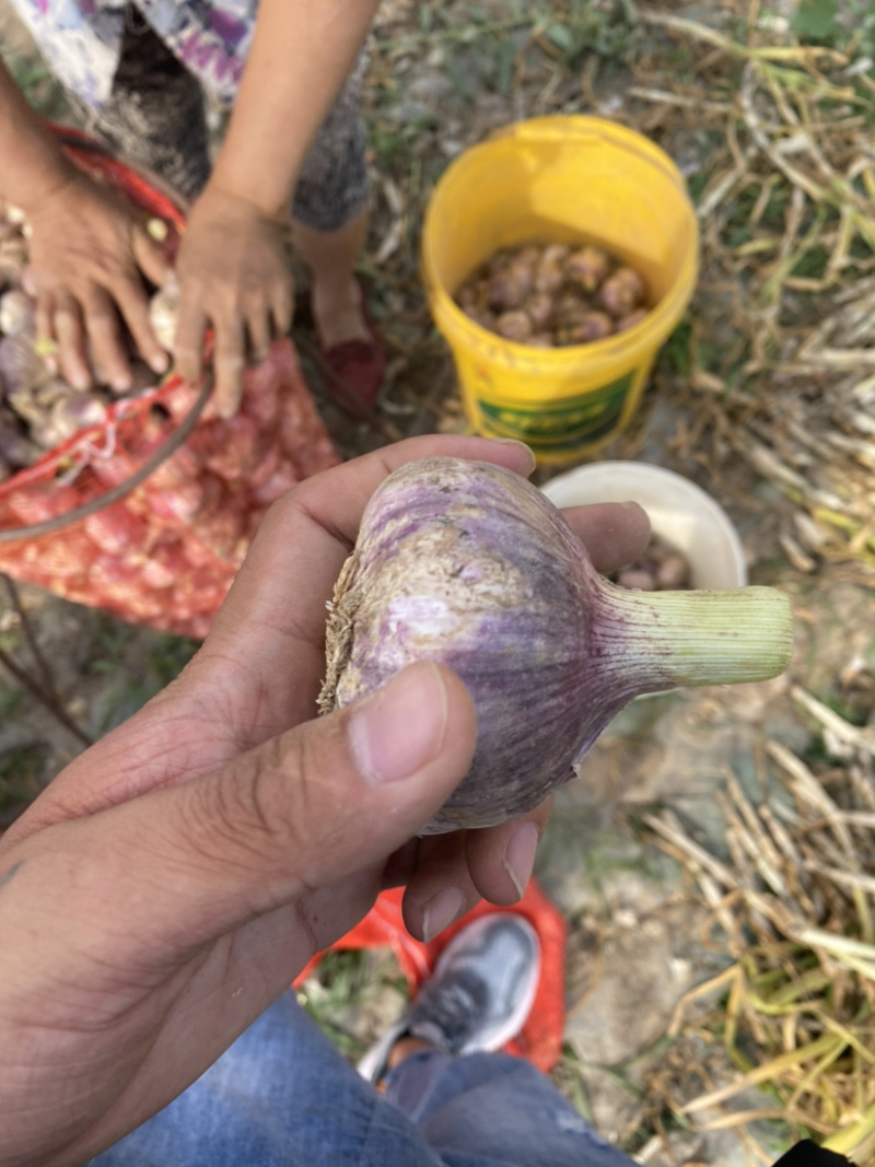 山东商河大蒜红皮大蒜产地供应欢迎选购