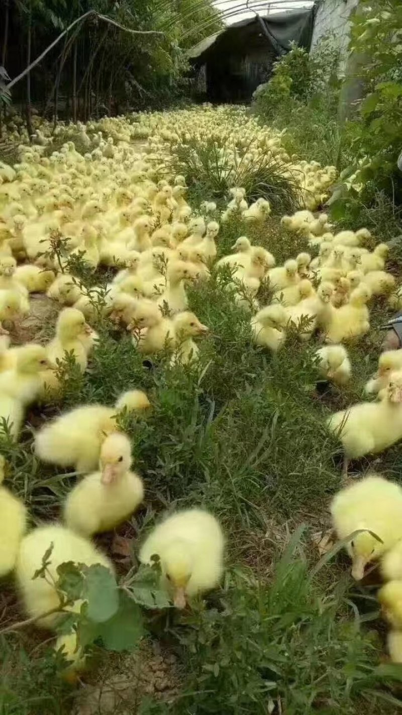 【优质】纯种大三花鹅苗疫苗齐全提供技术送鹅棚