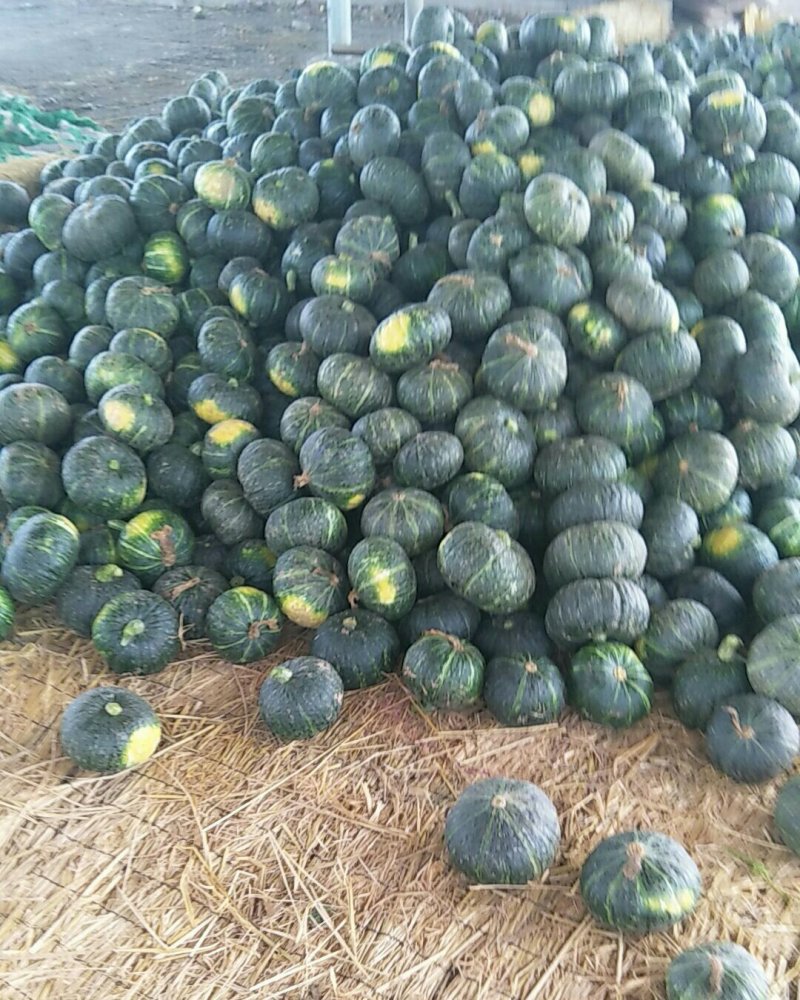 板栗南瓜大量上市！