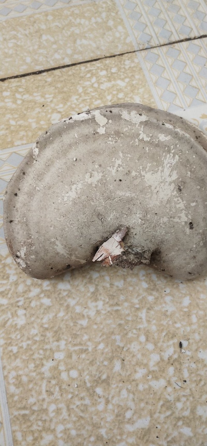 东北野生白灵芝需要联系