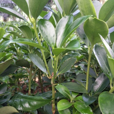 八角嫁接杯苗，地苗，直生杯苗，直生苗