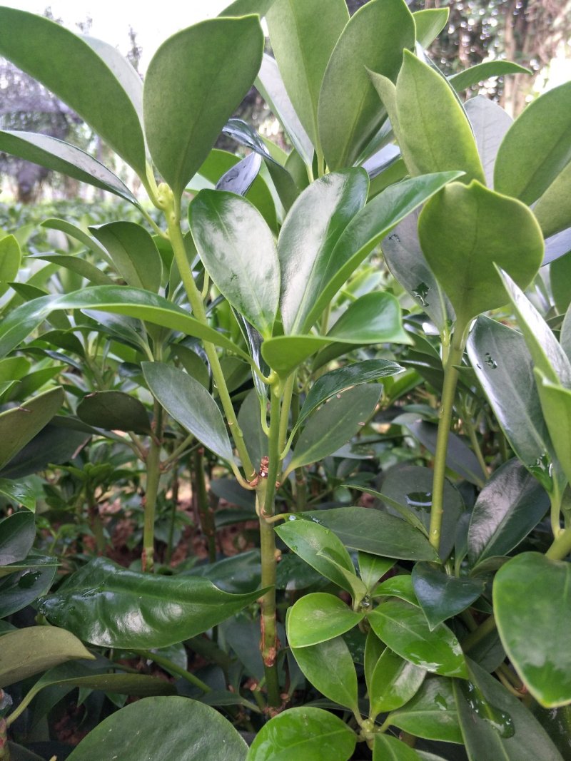八角嫁接杯苗，地苗，直生杯苗，直生苗