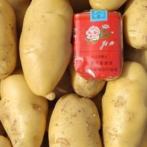 优质土豆，黄心土豆，纯一手货源，支持各种包装和一件！