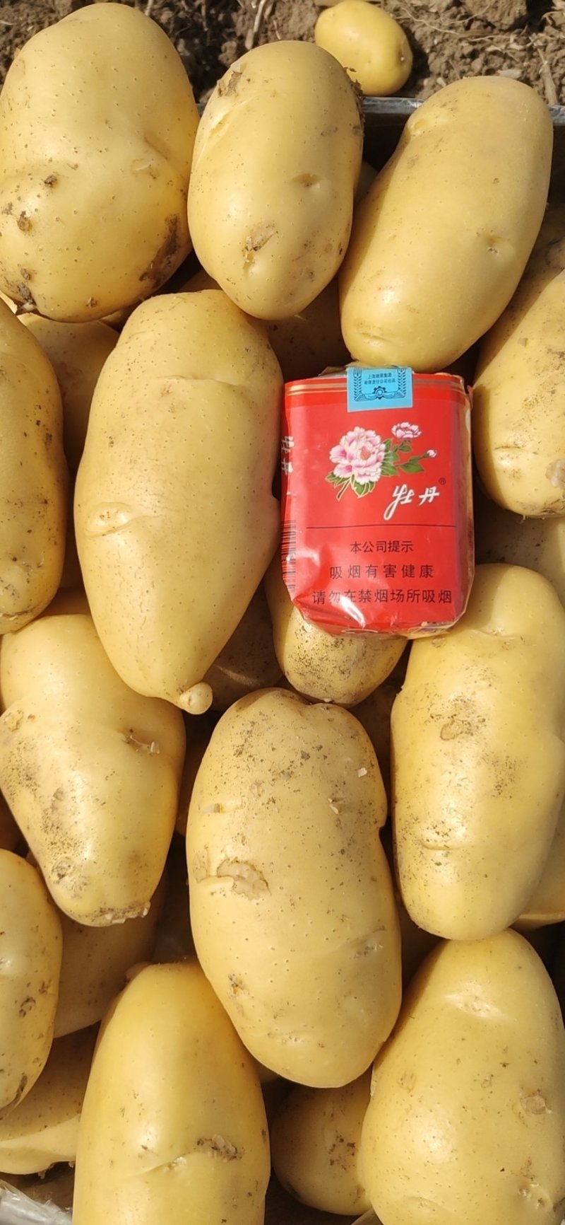 优质土豆，黄心土豆，纯一手货源，支持各种包装和一件代发！