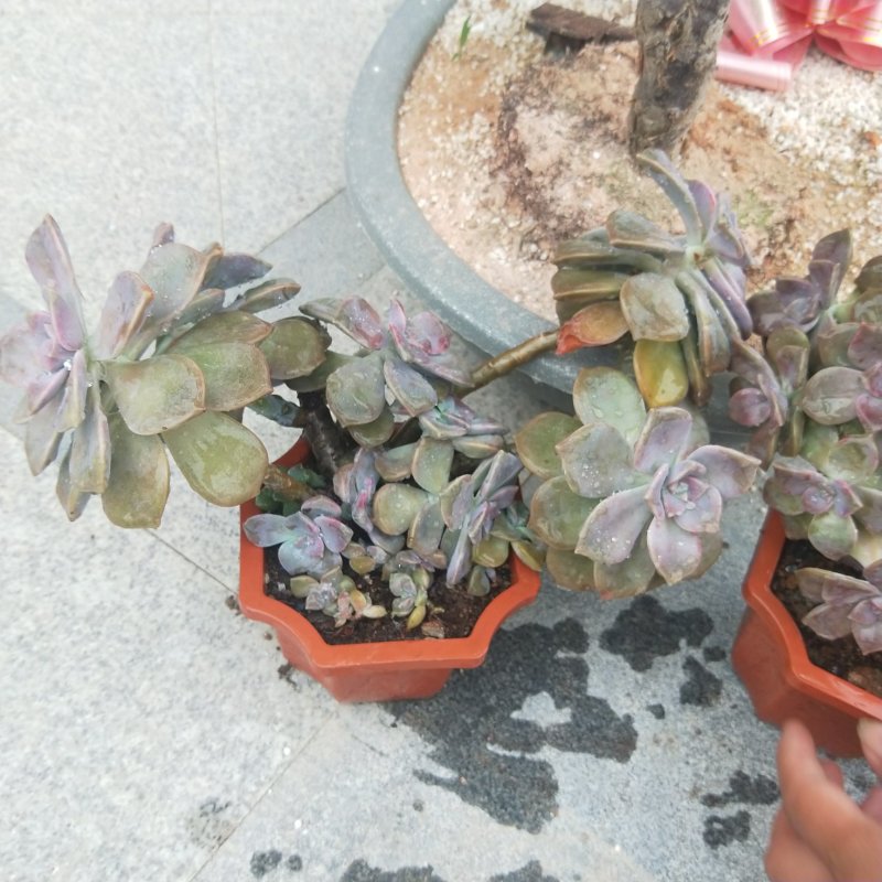 紫乐老桩，单头多头，多肉植物批发，多重多肉拼盘