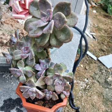 紫乐老桩，单头多头，多肉植物批发，多重多肉拼盘