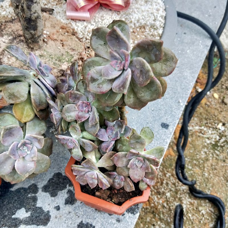 紫乐老桩，单头多头，多肉植物批发，多重多肉拼盘