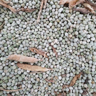 河南豌豆仔干货，精品货源产地直销，视频看货支持线上交易