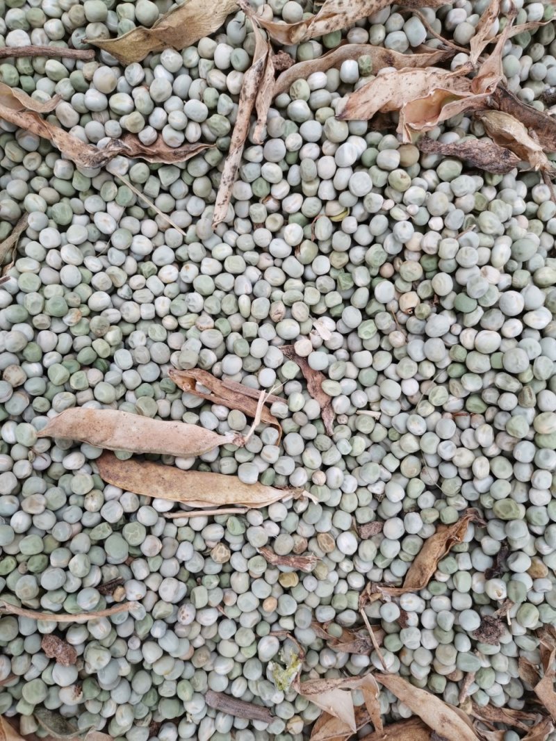 河南豌豆仔干货，精品货源产地直销，视频看货支持线上交易