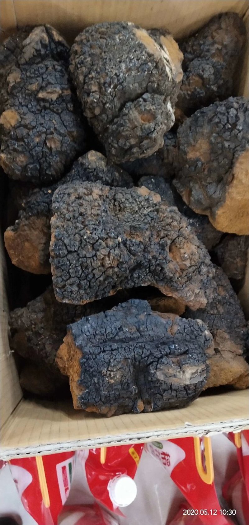 桦树茸桦褐孔菌俄罗斯白桦茸黑晶覆盖